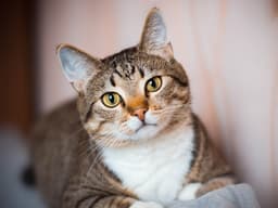 Gato de soporte