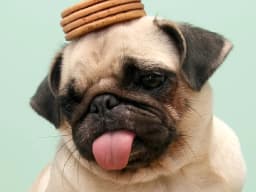Perro de soporte